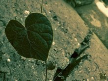 Leaf Love / в городской суете встретить сложно но можно