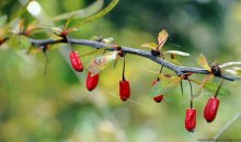 autumn berries / в ботаническом саду