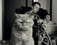 Послезавтрака / Эмоциональный портрет голодного кота (котофобам посвящается)