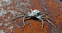 Spider / Паук, греющийся на опоре ЛЭП