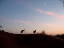 Дань природе и девушкам / Комары пасуться на закате