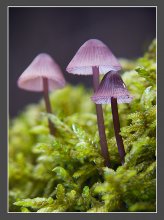 Вьетнамцы. / про грибы лесные....