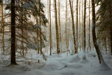 Охотничье утро / Конец декабря, -26, от мороза "стреляют" деревья. За болотом встает солнце. По опушке стелится лисий след. Прежде чем начать наматывать по нему километры, достаю из-за пазухи старую Лейку с объективом Фойхтлэндэр и нажимаю на кнопку. С охоты, уже в сумерках, вернулся пустой, но благодаря ф/а память об этом утре осталась навсегда.