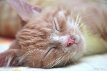 Кошка спит / А иногда, во сне, вылазит язык...