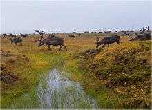 Большой переход / Дважды в год северные олени кочуют по Ямалу. В начале лета их орды движутся на север, а осенью рогатые стада покидают ямальские пастбища, двигаясь обратно на большую землю