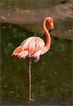 Розовый фламинго / Снято в зоопарке