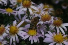 Цветы / Пчелка в теме