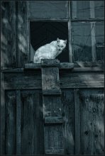 Лунный кот ... / ВОТ ТАК ВОТ, ОН СИДЕЛ И СМОТРЕЛ С ПРИЗРЕНИЕМ ...