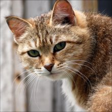 Глаза в глаза / соседский кот