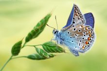 Голубянка, помятое крылышко / Почитать посмотреть ещё http://bolucevschi.com/index.php/2009-09-10-21-43-52/61--lycaenidae