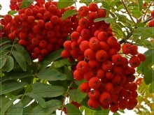 Алые гроздья рябин... / осень