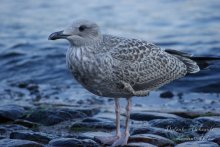 чайкЪ / птичка