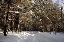 лесными дорогами / -----