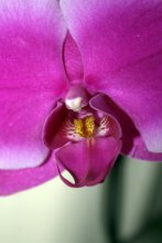орхидея / снято при дневном свете, macro