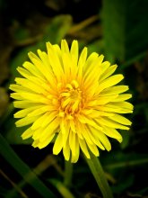 Одуванчик / Осенний одуванчик