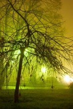 Дерево в тумане / Рано утром..