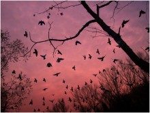 Тревога / Птицы ранним утром в парке