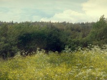 Soul of K / Bogorodichny meadow