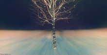 Дерево счастья / Здорово потрёпанная фотошопом фотка, как нибудь сделаю более качественно.
