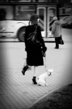 Цапля с собачкой / Мимолётный выхват сюжета на улице