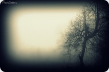 Темный лес / Туман