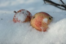 Яблоки на снегу / Что же мне с ними делать?