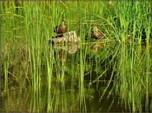 за фіранкамі / за шторкой