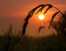 На заре / ......