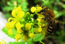 Лесная пчела / На озере Амткел