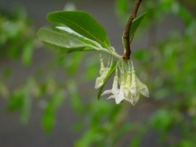 &nbsp; / дикая фуксия (наверно :)