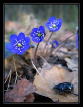 Доживем до весны / И даже жук в весенний день о чем-то там мечтает...