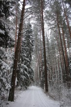 по зимнему лесу ... / Зима, декабрь 2010