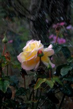 Под дождём / Не знаю что сказать,просто шёл дождь и цвела роза.