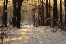 Зимний вечер в лесу / No Comments