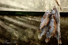 Тарашка / В режиме ожидания, подается к пиву