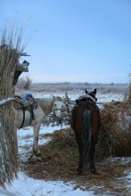 утром ... / Лошадей готовили к охоте на кабана.
Все это происходит в Прибалхашье,
Тапар-камышевы РАЙ ... или АД ...