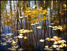 Утонувшая осень. / Не верится в эти морозные дни, что золотая осень радовала нас совсем недавно.
 Снято в городском парке отдыха.