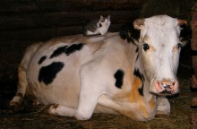 Кот Матроскин и корова Мурка / КАК Матроскин собирался в ДВА раза больше молока получать?