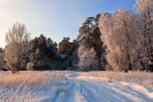 В кружева оделся молчаливый лес... / фото...