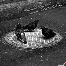 PF-2011: Пожелание фотографам / снято во дворах старого Минска, я так и не понял чем белым был посыпан люк (может мукой), но голуби водили вот такой вот хоровод:)))