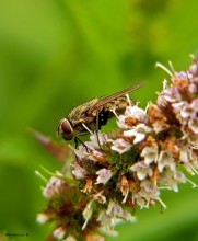 Жигалка осенняя / Stomoxys calcitrans