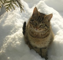 КотоФото / *******