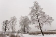 Скованные льдом / Замерзшие деревья