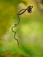 Завитки... / .......виноградная лоза