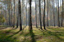 Осенний лес / Витебск, парк Мазурино