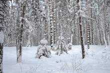 зимняя сказка / начало января