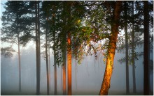 Morning Sun Beam / Первый луч солнца на опушке леса
