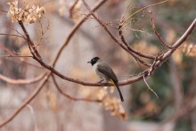 птичка / *****