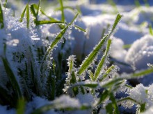 трава у дома / дайте советов