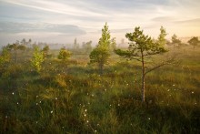 Летом, в четыре часа утра... / болото, национальный парк Кемери; Латвия